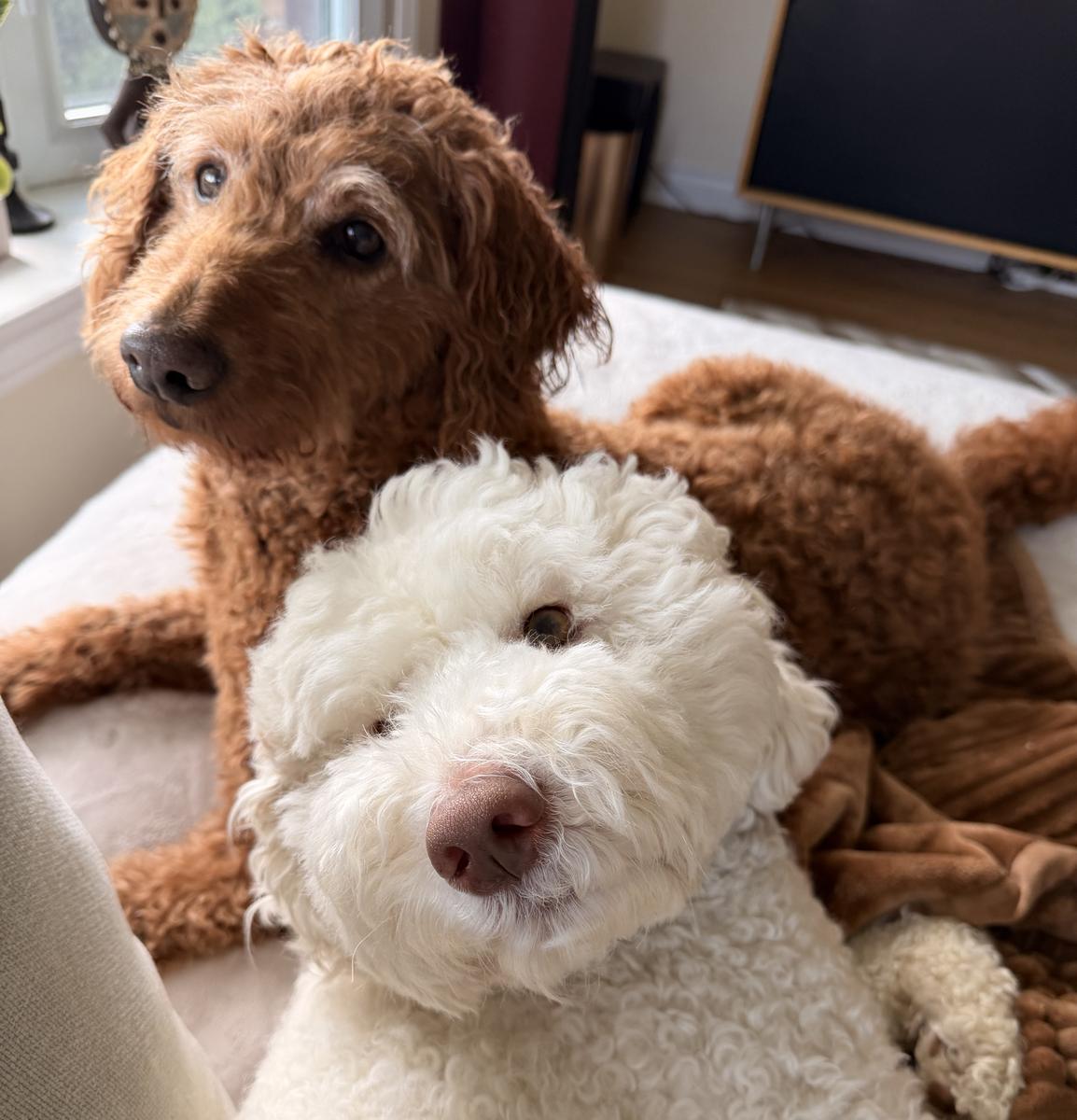 Rumi, the red dog, and Angel, the white dog, snuggled together on the couch